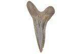 Fossil Ginsu Shark (Cretoxyrhina) Tooth - Kansas #219148-1